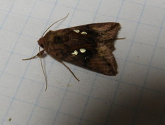 Autographa bimaculata
