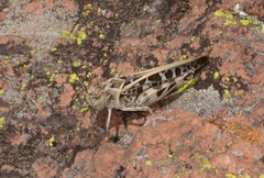 Hippiscus ocelote