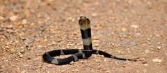 Equatorial Spitting Cobra photo 1
