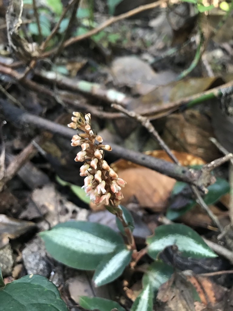 Goodyera hachijoensis