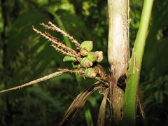 Bactris hondurensis