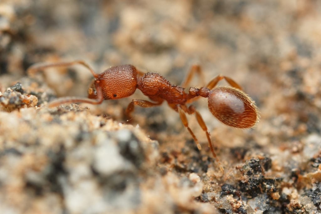 Stenamma californicum
