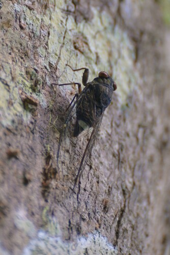 Aceropyga, 2024-12-20