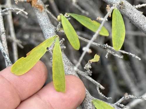 Desert olive (Forestiera shrevei)