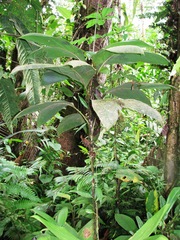 Bactris hondurensis