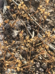 Pseudostellaria jamesiana