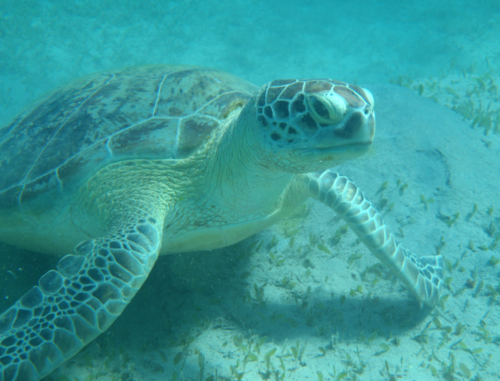 Green Sea Turtle — seen at this dive site