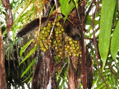 Bactris maraja