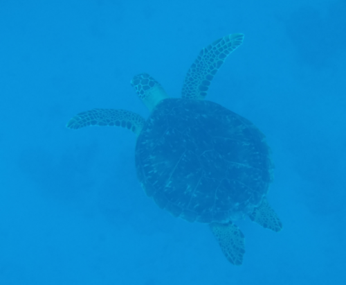 Green Sea Turtle — seen at this dive site