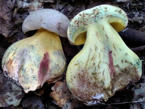 Boletus fechtneri