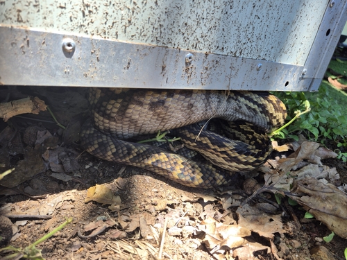 Australian Scrub Python sighting