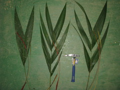 Calyptrogyne costatifrons