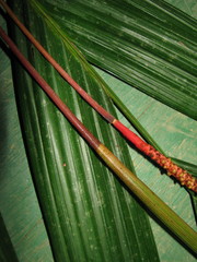 Calyptrogyne costatifrons