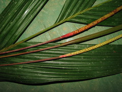 Calyptrogyne costatifrons