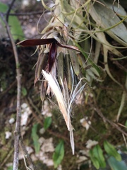 Tillandsia gardneri