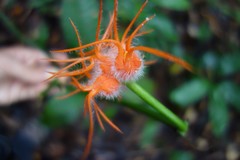 Gurania huebneri