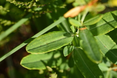 Hypericum swinkianum
