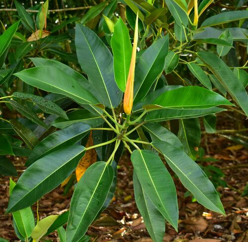 Image of Ficus pleurocarpa by (c) Wairambar Rainforest, some rights reserved (CC BY)