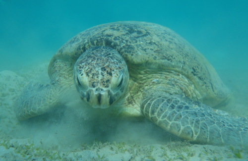 Green Sea Turtle — seen at this dive site