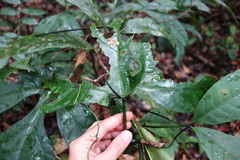 Gurania huebneri