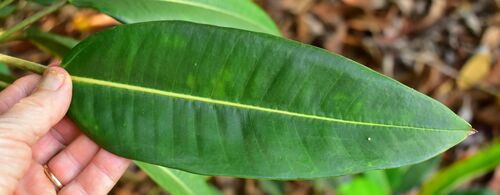 Image of Ficus pleurocarpa by (c) Wairambar Rainforest, some rights reserved (CC BY)