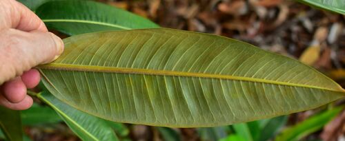 Image of Ficus pleurocarpa by (c) Wairambar Rainforest, some rights reserved (CC BY)