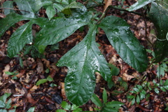 Gurania huebneri