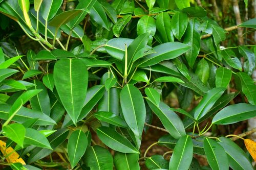 Image of Ficus pleurocarpa by (c) Wairambar Rainforest, some rights reserved (CC BY)