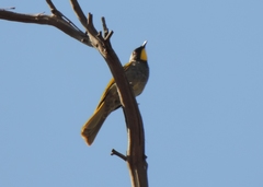 Nesoptilotis flavicollis