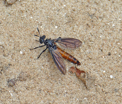 Nemomydas desideratus