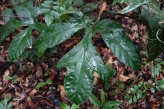 Gurania huebneri