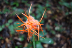 Gurania huebneri