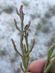 Salicornia rubra
