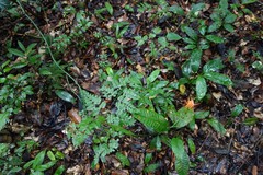 Gurania huebneri