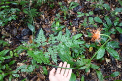 Gurania huebneri