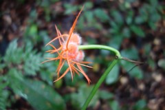 Gurania huebneri