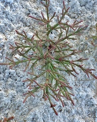 Salicornia rubra