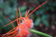 Gurania huebneri