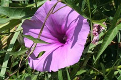 Ipomoea sagittata