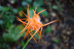 Gurania huebneri