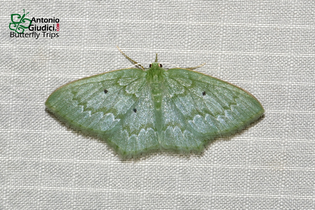 Maxates bicolor