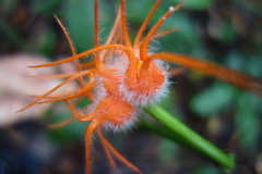 Gurania huebneri