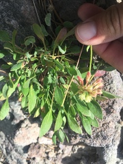 Eriogonum heracleoides