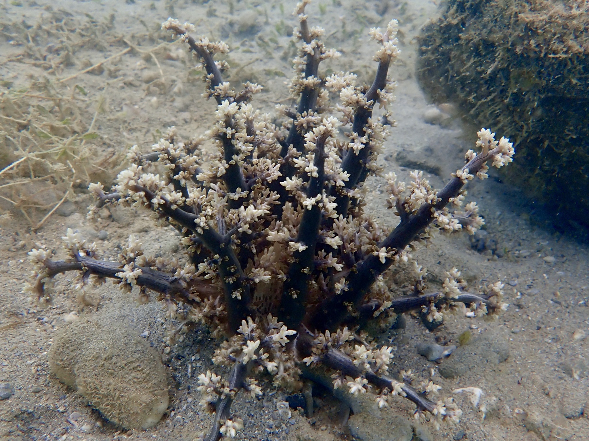 Actinodendron arboreum (Quoy & Gaimard, 1833)