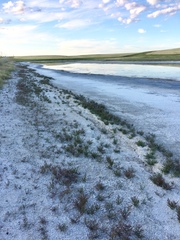 Salicornia rubra