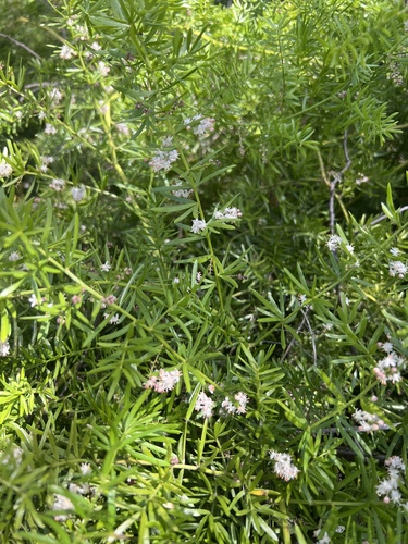 Asparagus densiflorus