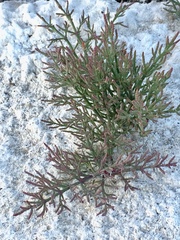 Salicornia rubra