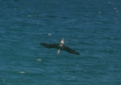 Sula nebouxii nebouxii