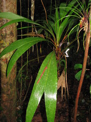Geonoma cuneata