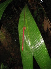 Geonoma cuneata